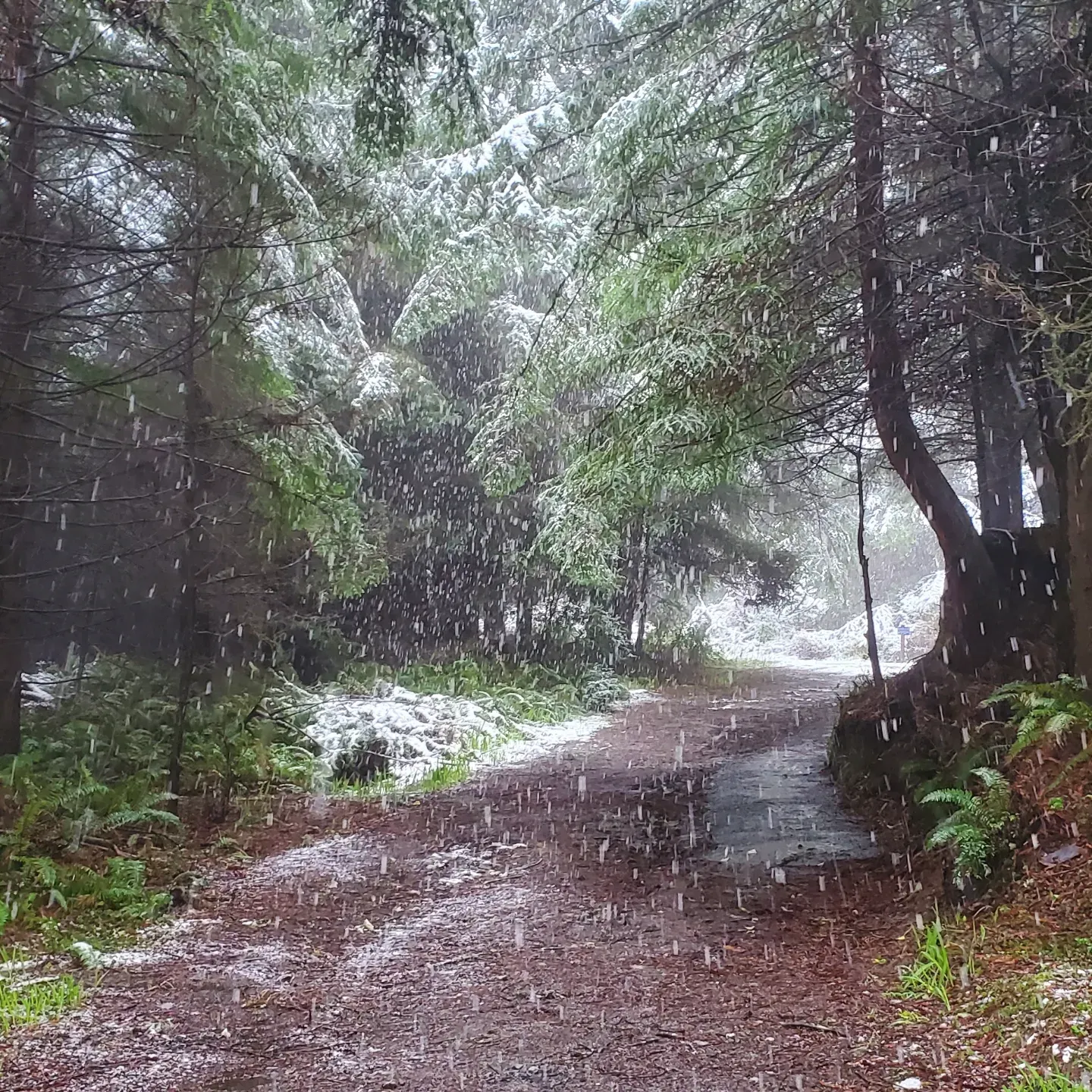 Picturesque dirt path through a redwood forest. Snow falling in heavy flakes, dusting the trees and ferns.