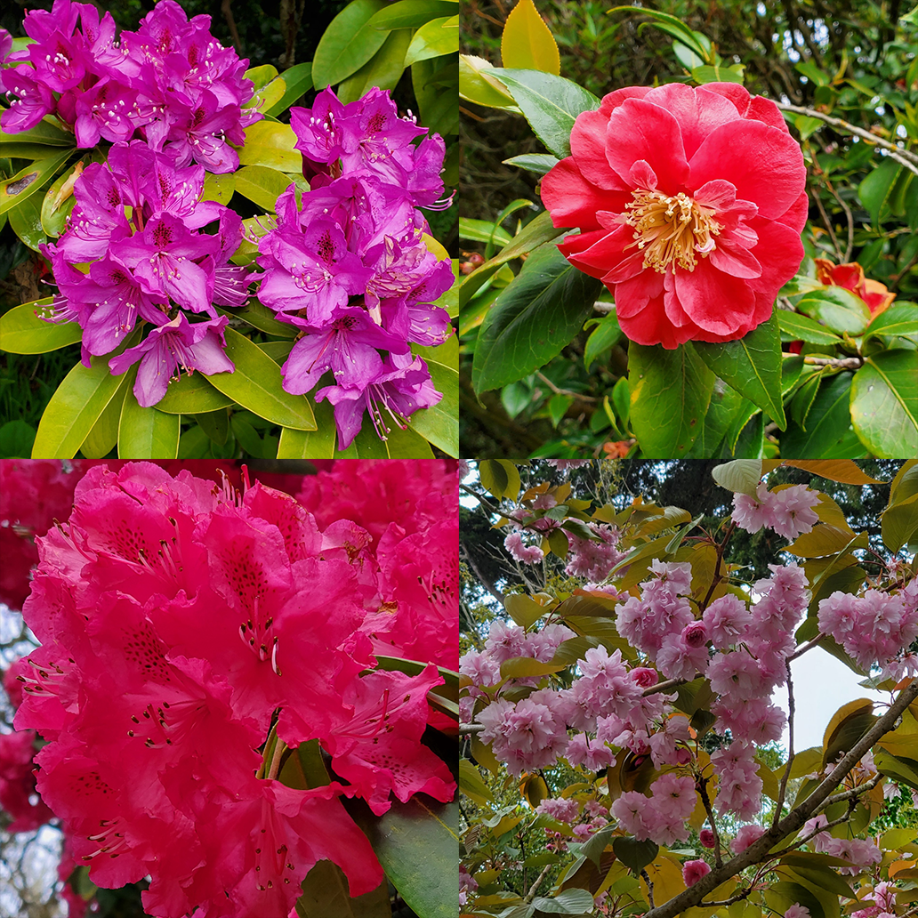Square collage of 4 different flower images. Upper left: Purple. Upper right: Red and round with yellow stamen. Lower left: intense pink. Lower right: small, pink blossoms.