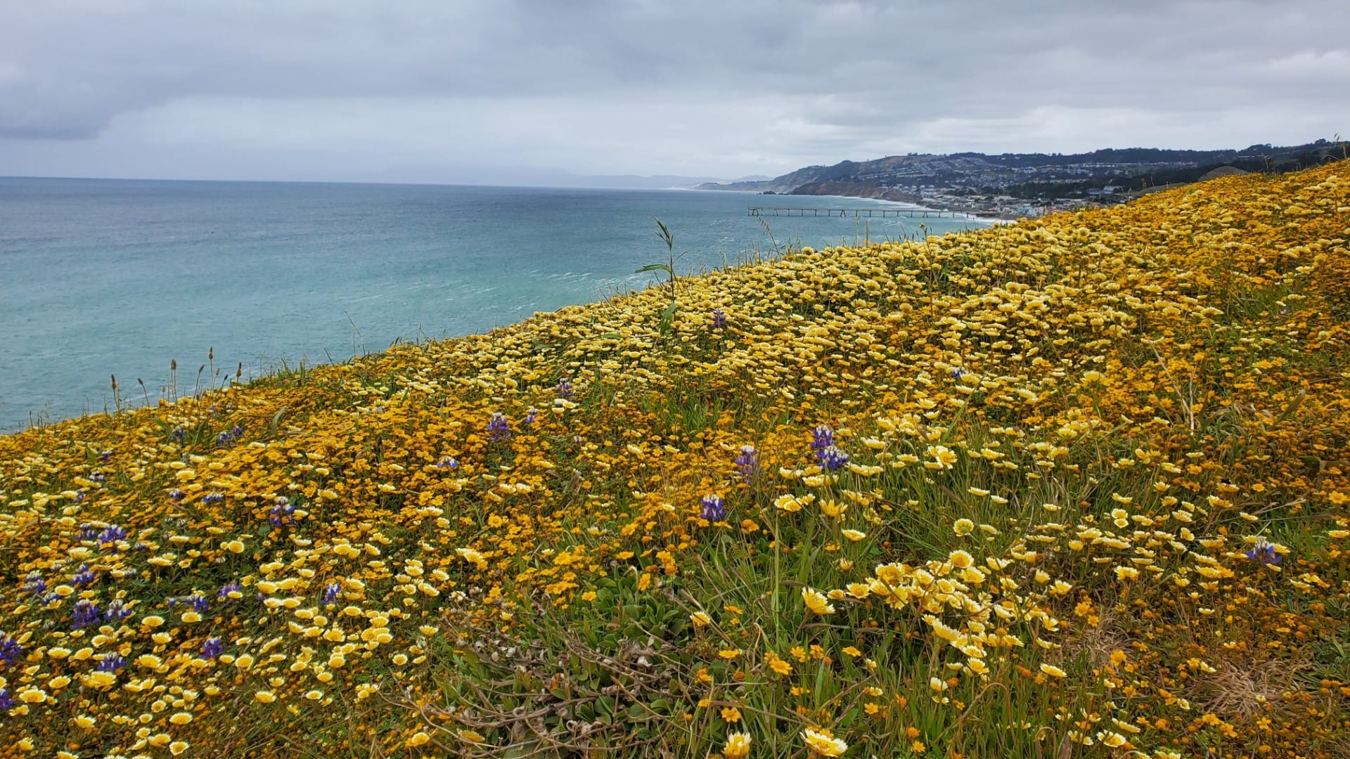 A blanket of yellow flowers with ocean, shore, and a pier behind.