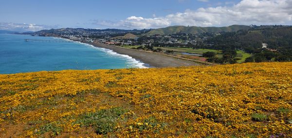 A field of yellow flowers below a scenic ocean view, beach, pier, trees, green hills, and a coastal town. Pacifica, CA.